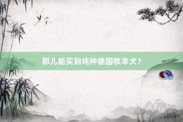那儿能买到纯种德国牧羊犬？